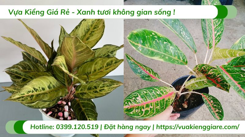 cây cung điện vàng