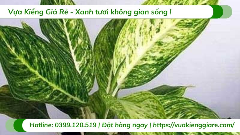 cây cung điện vàng