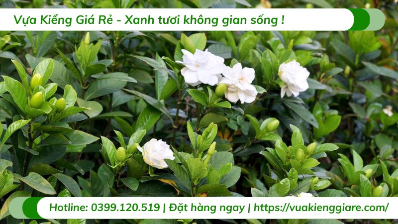 cây cảnh trồng trước nhà