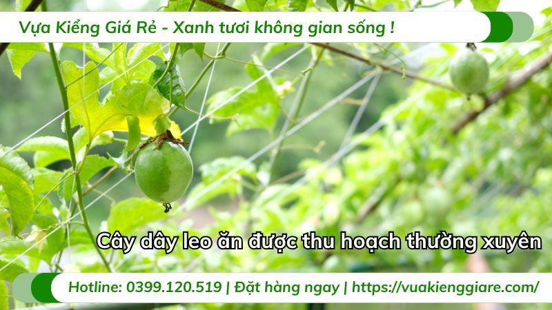 cây dây leo ăn được