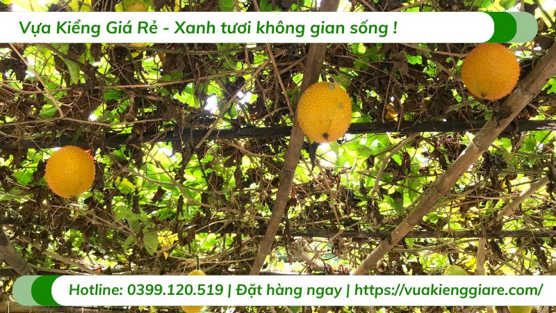 cây dây leo ăn được