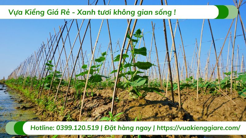 cây dây leo ăn được