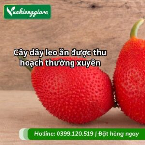 cây dây leo ăn được