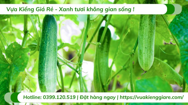 cây dây leo ăn được