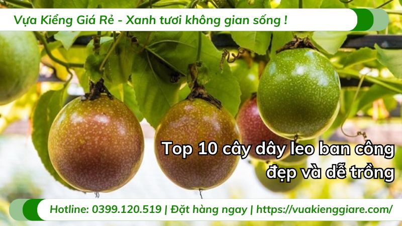 cây dây leo ăn quả