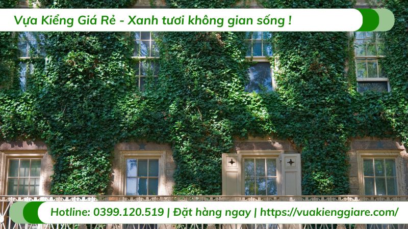 cây dây leo ban công