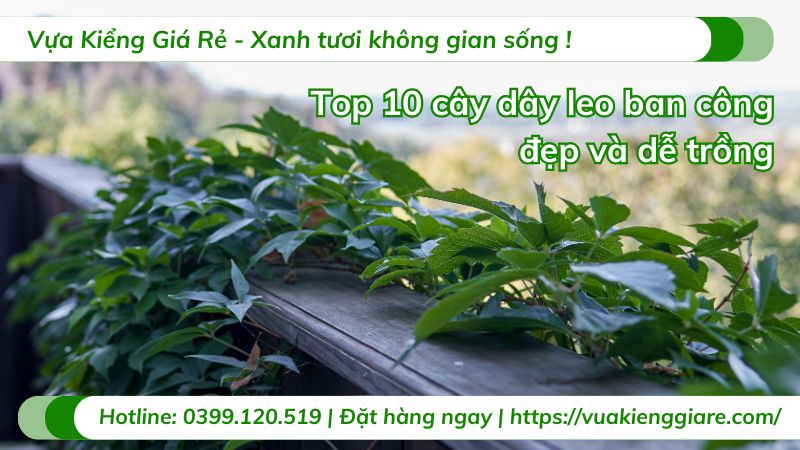 cây dây leo ban công