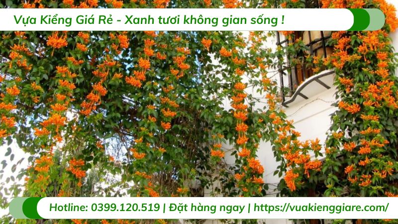 cây dây leo chịu nắng