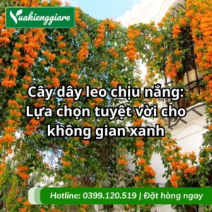 cây dây leo chịu nắng