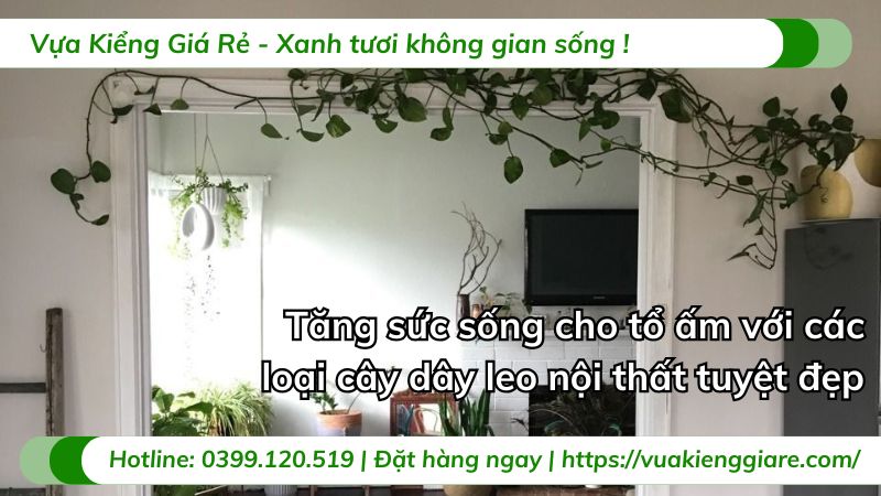 cây dây leo nội thất