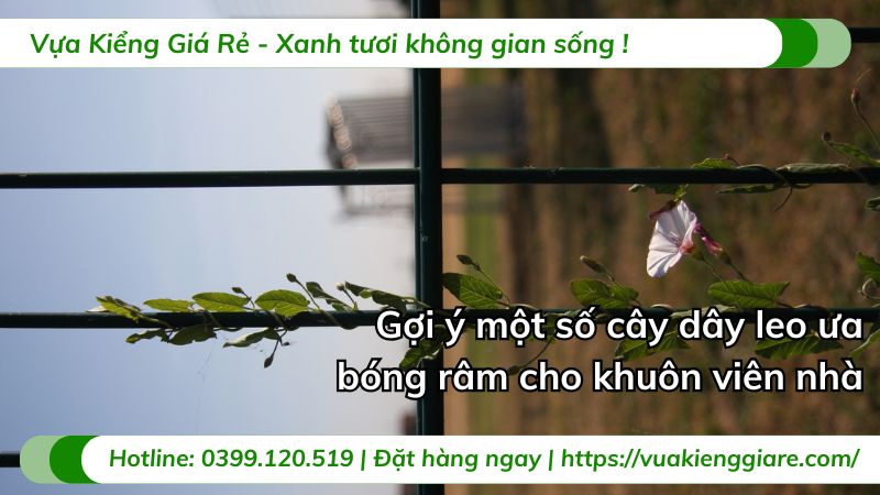 cây dây leo ưa bóng râm