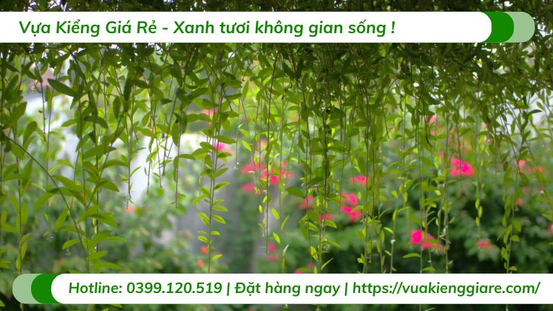 cây dây leo ưa bóng râm