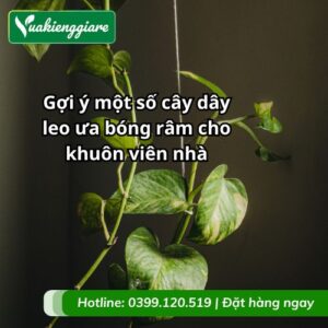 cây dây leo ưa bóng râm