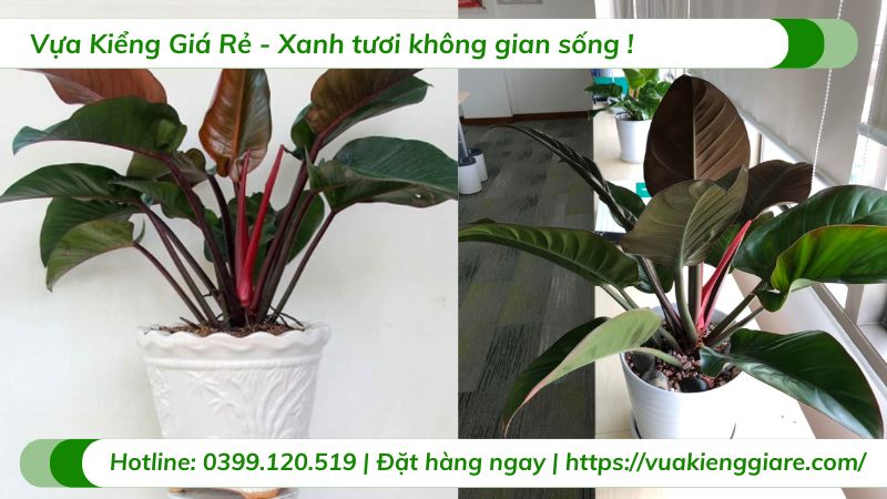 các loại cây cảnh trong nhà