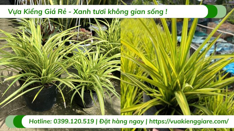 cây dứa sọc vàng