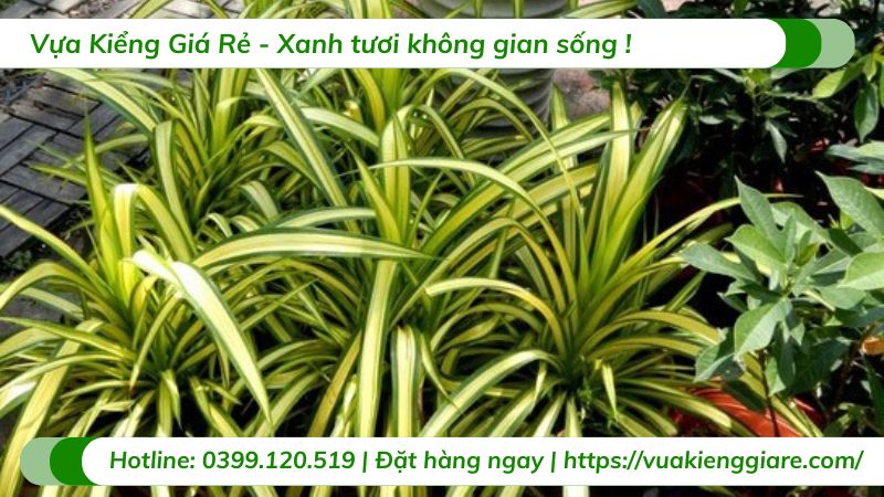 cây cảnh sân vườn