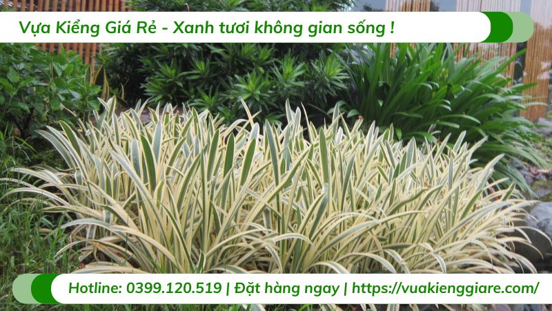 cây dứa sọc vàng