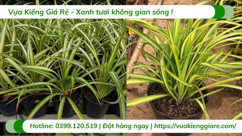 cây dứa sọc vàng