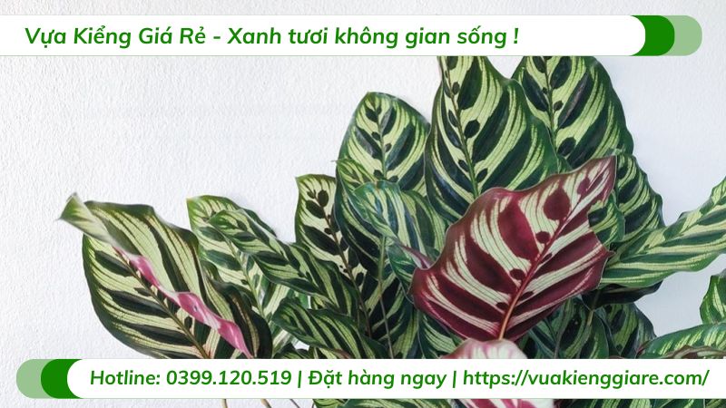 cây trồng trong nhà