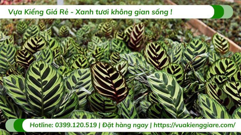 cây cảnh để trong nhà