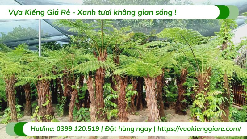 cây dương xỉ cổ đại