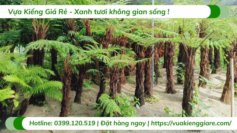 cây dương xỉ cổ đại