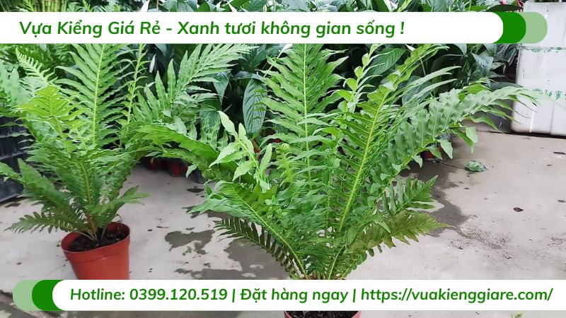 cây dương xỉ hạnh phúc