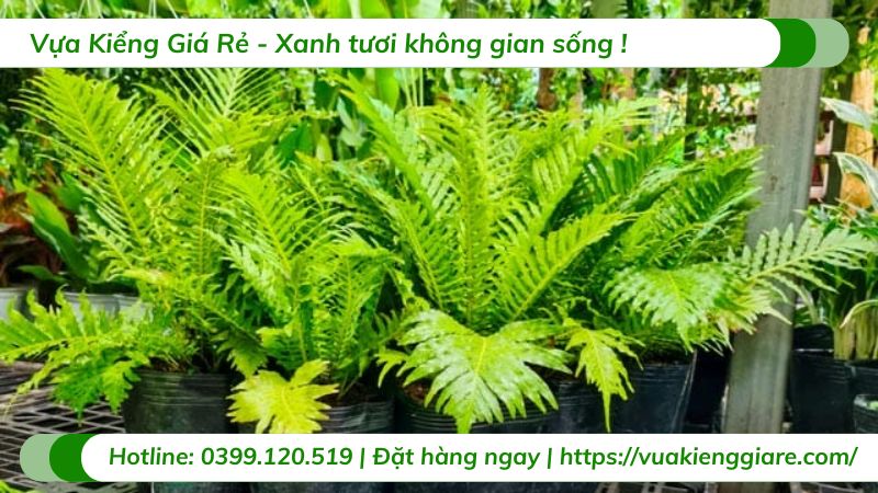 cây dương xỉ hạnh phúc