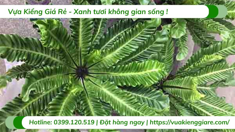 cây dương xỉ phúc lộc