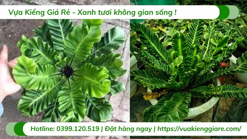 cây dương xỉ phúc lộc
