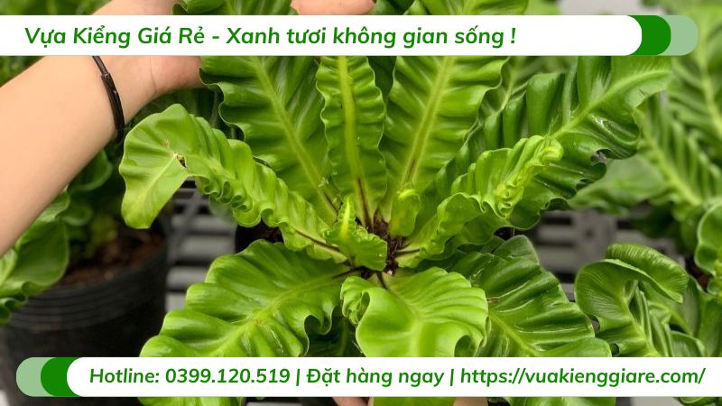cây dương xỉ phúc lộc