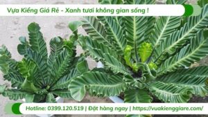 cây dương xỉ phúc lộc