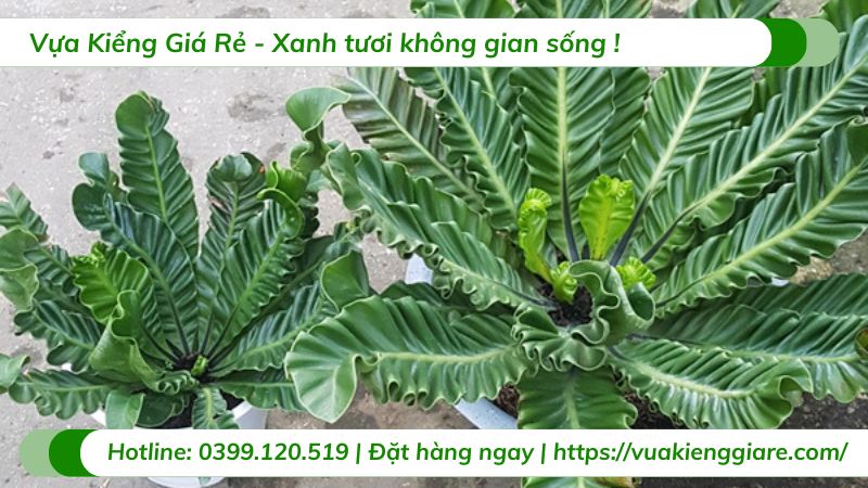 cây dương xỉ phúc lộc