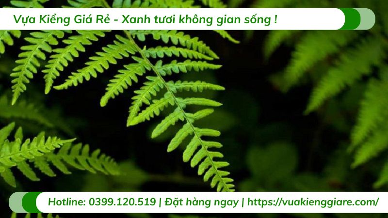 cây dương xỉ thân gỗ