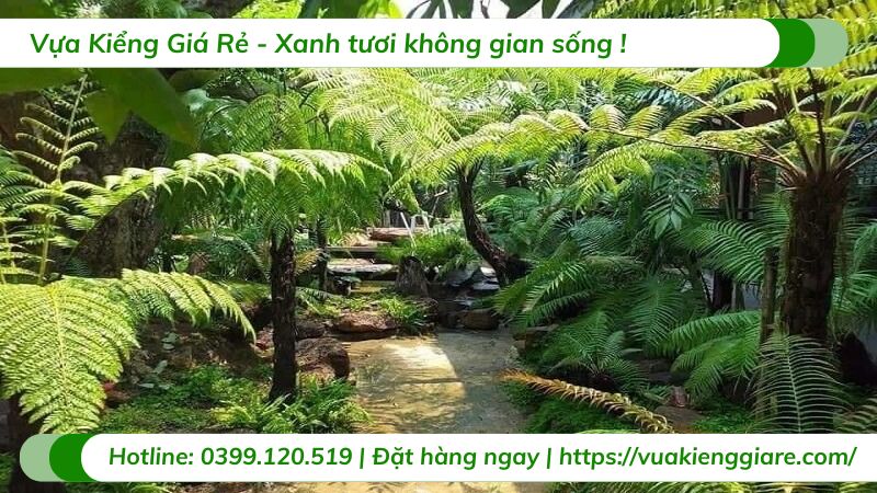 cây dương xỉ thân gỗ