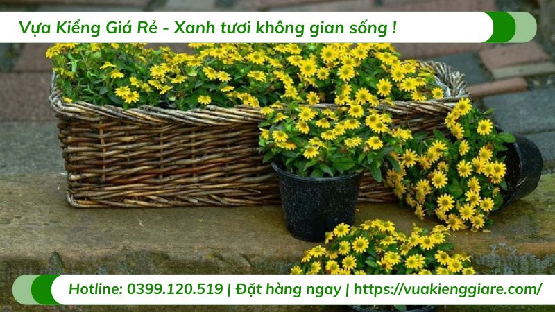 cây cảnh sân vườn