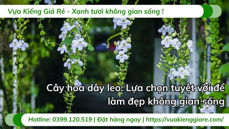 cây hoa dây leo