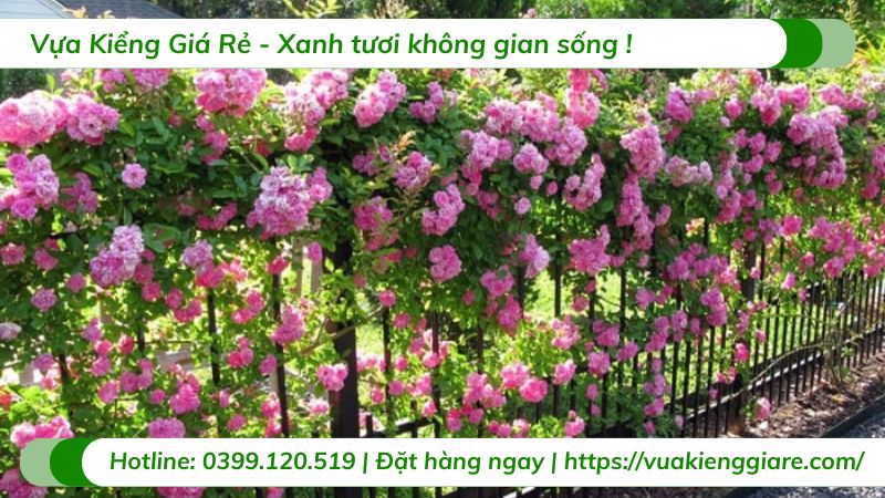 cây hoa dây leo