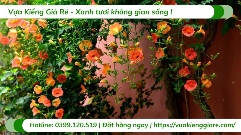 cây hoa dây leo