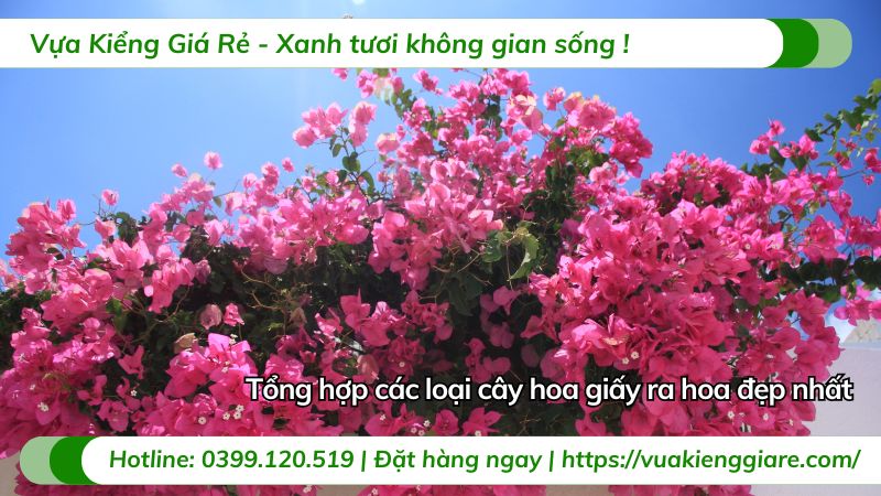 cây hoa giấy