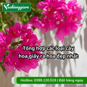cây hoa giấy