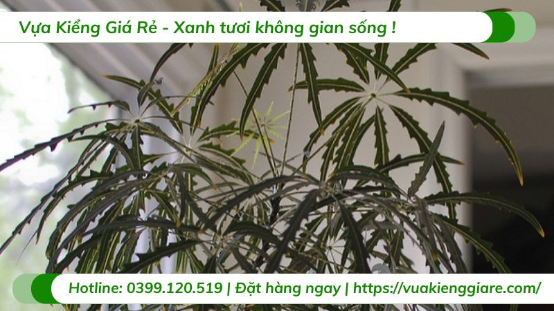 cây khổng tước