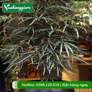 cây khổng tước