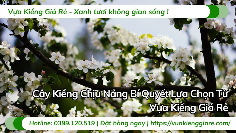 cây kiểng chịu nắng