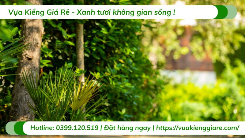 cây kiểng chịu nắng