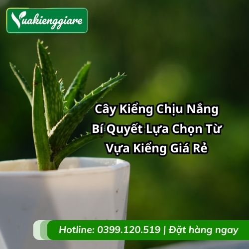 cây kiểng chịu nắng