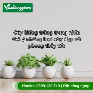 cây kiểng trồng trong nhà