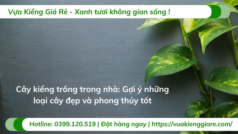 cây kiểng trồng trong nhà