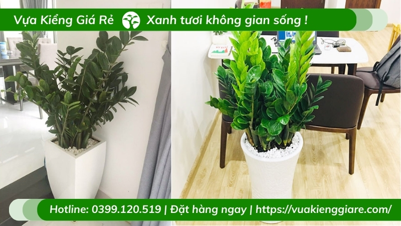 cây cảnh trồng trong nhà