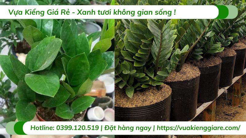 cây cảnh trồng trong nhà